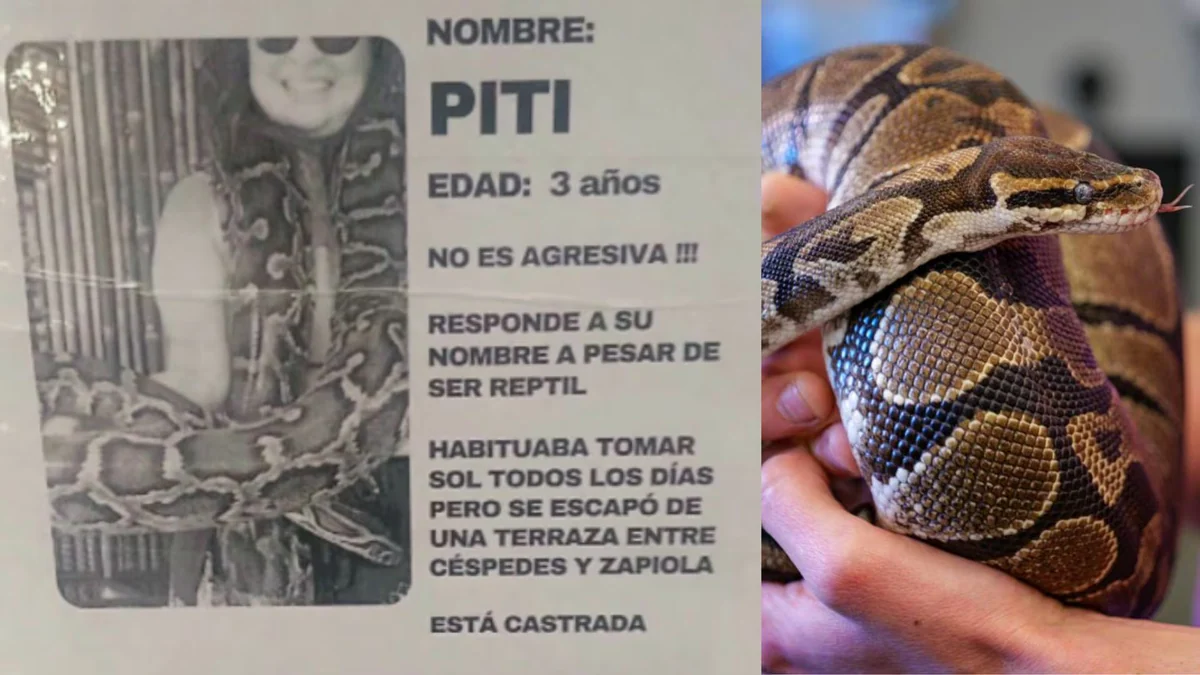 Buscan a “Piti”: una pitón de tres metros se perdió en el barrio porteño de Colegiales