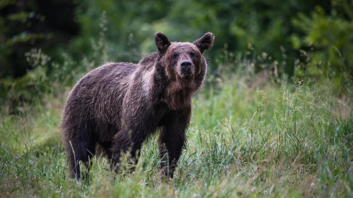 Polen suchen nach Angriff richtigen Umgang mit "Problembären"