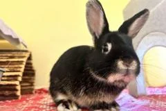 Politician's call for rabbit owner training courses labelled 'hare-brained'