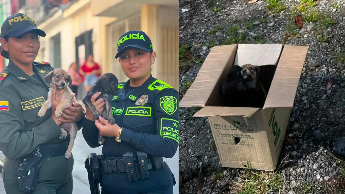 Dos cachorros fueron rescatados tras ser abandonados en una caja en vía del Tolima: ya tienen nuevas familias