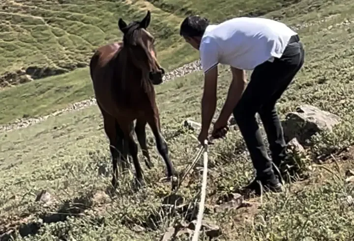 Yılkı atları için kurulan tuzaklar imha edildi