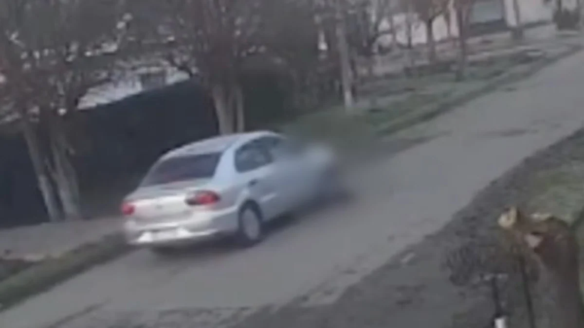 Video: un remisero atropelló a un perro en La Plata, escapó y ahora buscan identificarlo