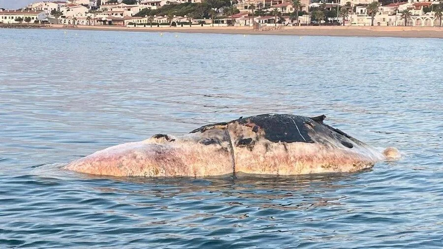 Encuentran una ballena muerta en una playa de Tarragona: las autoridades prohíben el baño