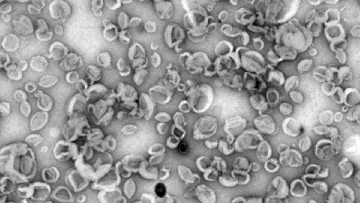 CBM crea nanovehículos sintéticos que potencian respuesta inmunitaria como posibles precursores de vacunas más eficaces