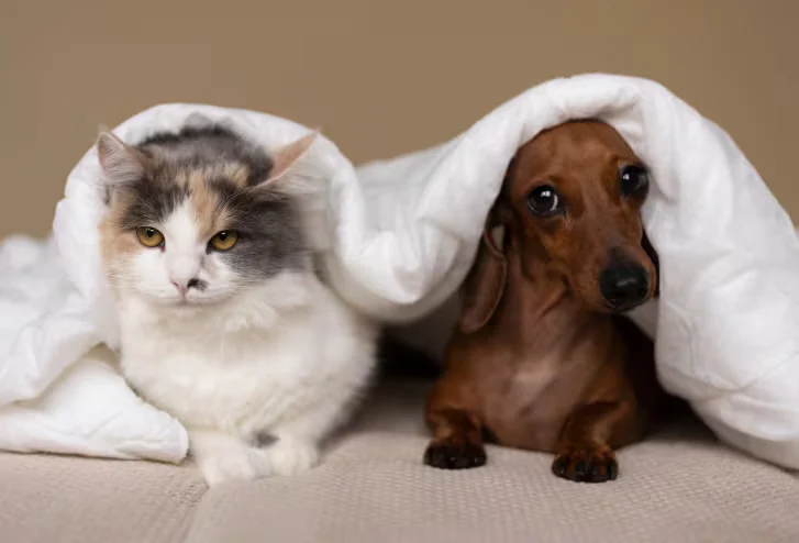 Campaña veterinaria gratis para este 13 y 14 de junio: ¿Dónde y qué servicios son los disponibles?