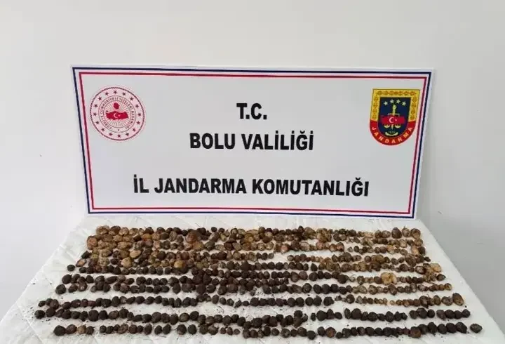 Bolu'da yabani salep toplayan 3 kişiye toplam 2 milyon lira ceza