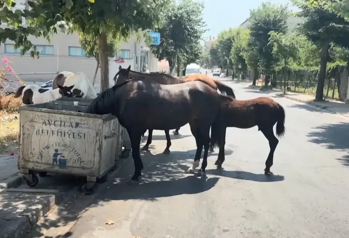 İstanbul’da başıboş atlar tehlikeye davetiye çıkarıyor