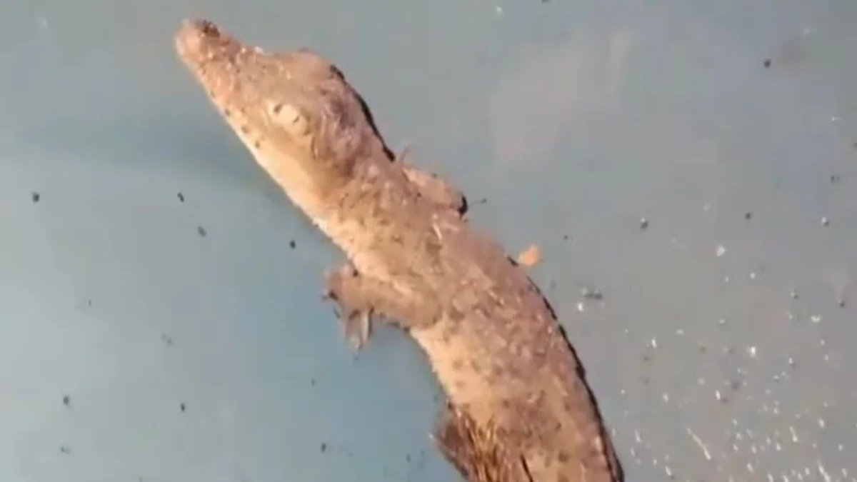 Rescatan a otra cría de cocodrilo en CDMX: van dos hallazgos de estos reptiles en menos de una semana