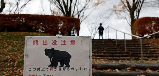 Utsunomiya: Stadt in Japan schließt alle Schulen wegen Bärensichtung
