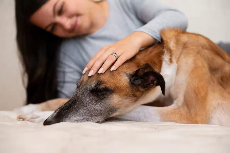 Las caricias son una de las cosas que más estresan a tu perro: un educador canino explica los motivos