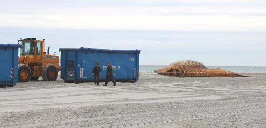 Odyssee durch die Ostsee: Buckelwal-Kadaver wird zu Biodiesel verarbeitet