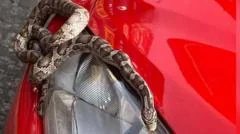 Snake takes surprise trip to seaside in car engine