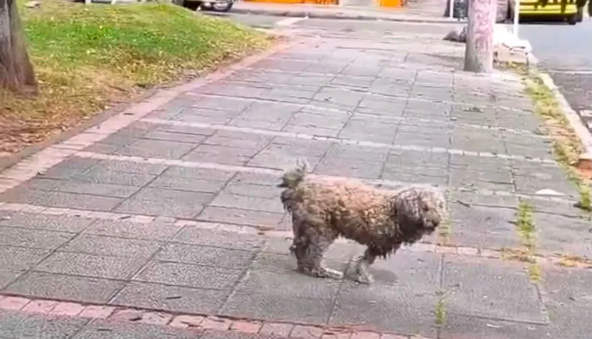 Esta es la historia de Dimitri, el perro de tres patas que conmovió a Bogotá: después de su video viral fue rescatado