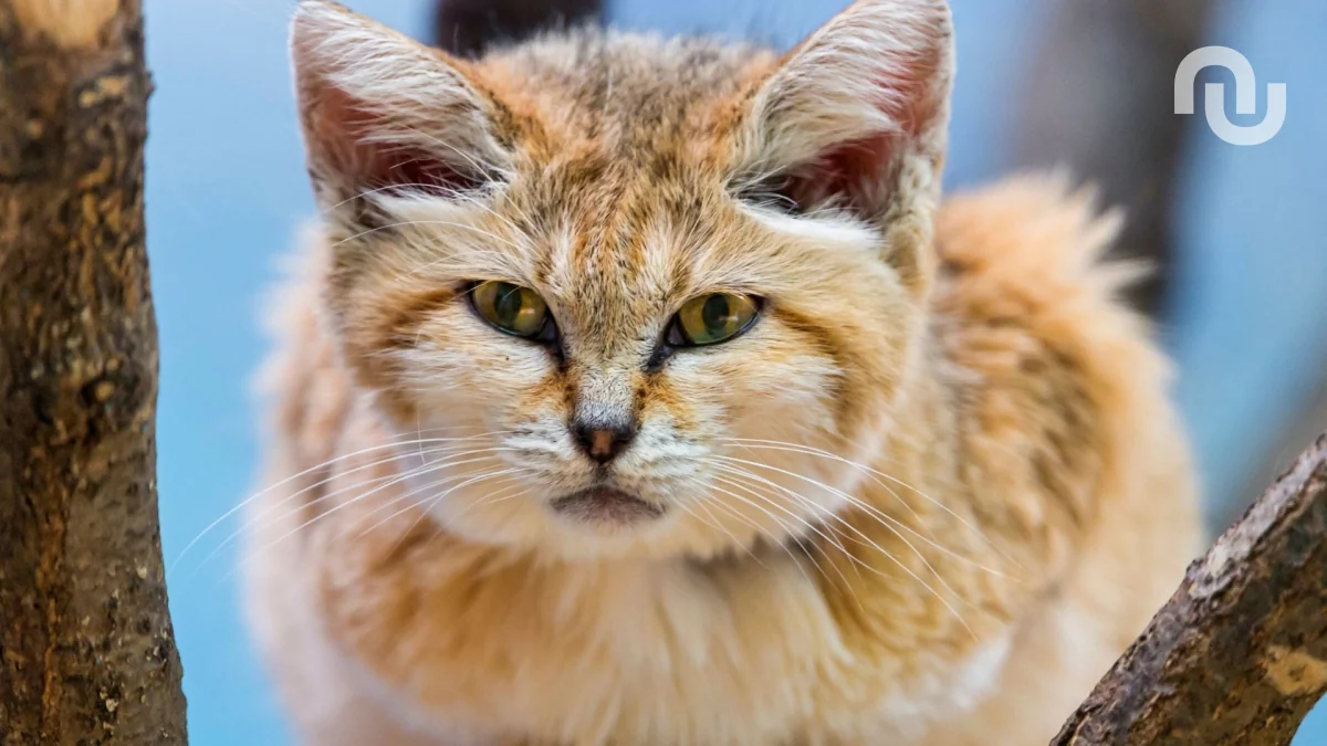 Grâce à une très vieille vidéo YouTube, un chat des sables a été découvert là où il n’était pas censé être