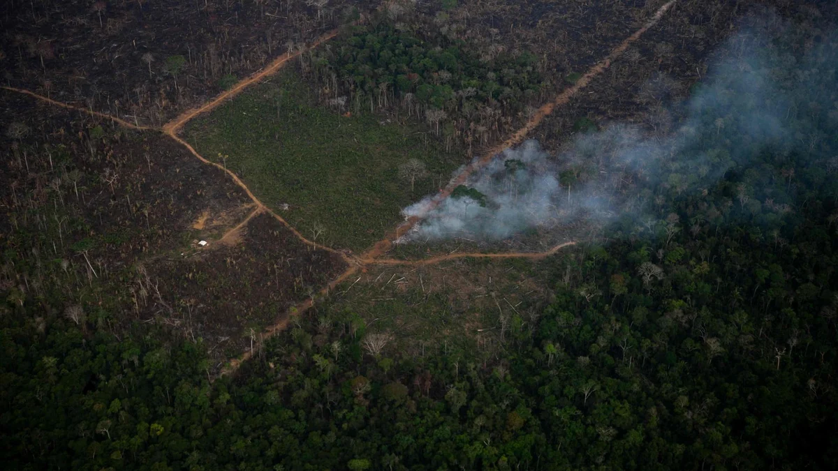 Waldbrände im Amazonas 2025 auf tiefstem Stand seit Jahrzehnten
