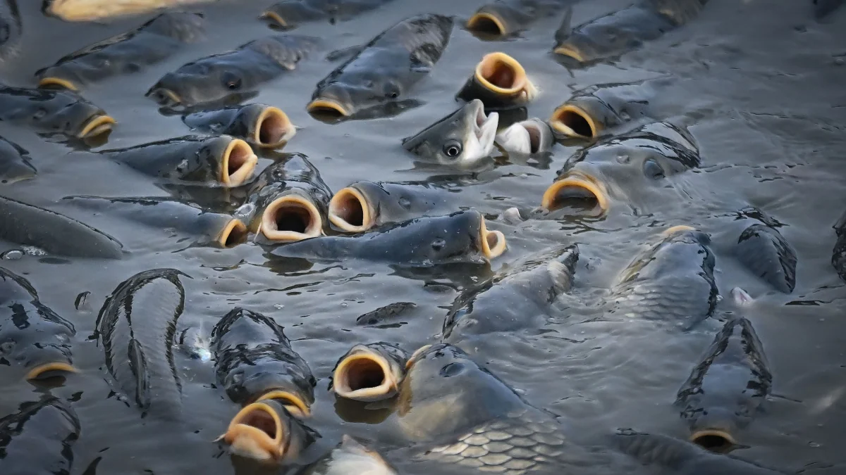 Hitzestress: Den Fischen geht die Luft aus
