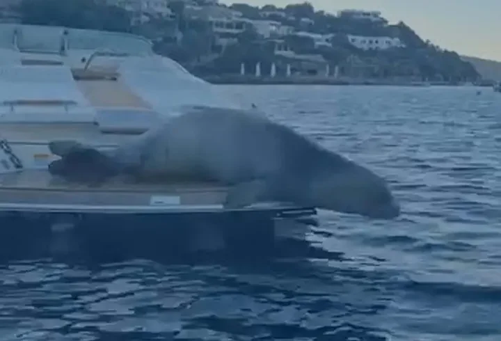 Bodrum'da motoryata çıkan Akdeniz foku kamerada