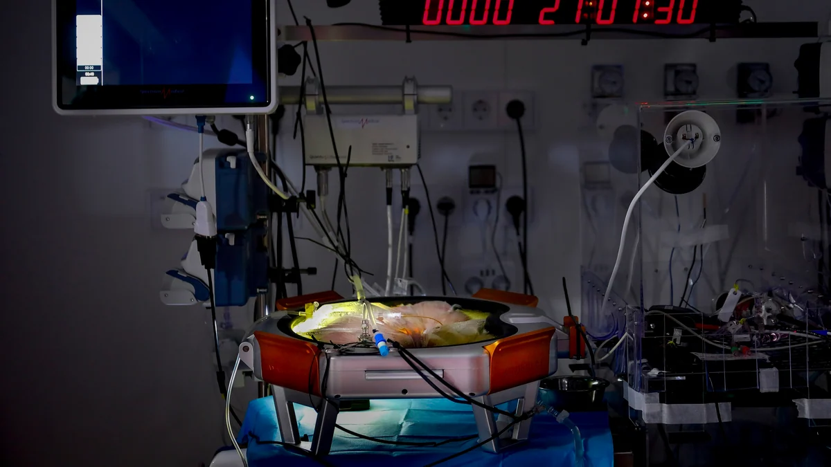 Más cerca de la placenta artificial española para prematuros extremos: el prototipo logra la supervivencia de un feto de oveja durante 21 días