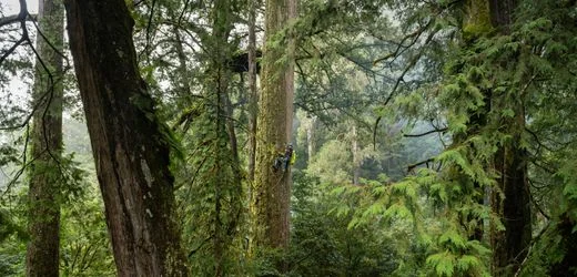Taiwan: Mehr als 84 Meter hoch - Forscher stoßen auf Rekordbaum