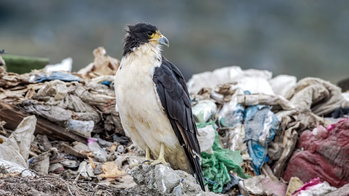 Quel est cet oiseau rarissime que les ornithologues morts de l’hantavirus ont observé dans une déchetterie ?