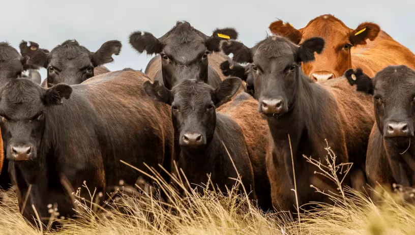 Financiar el salto ganadero: el desafío de conectar capital e inversión para que la carne argentina crezca