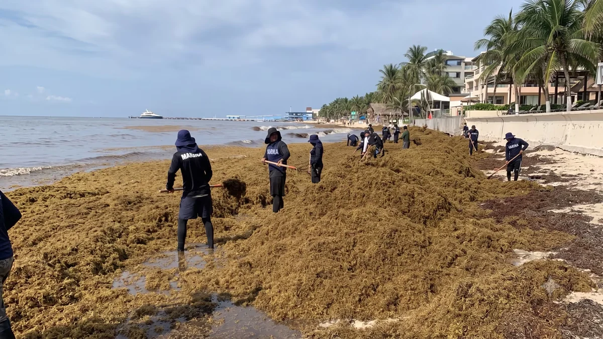 Organizaciones de Quintana Roo reclaman a Semarnat nombramiento de funcionario ligado a polémica del sargazo