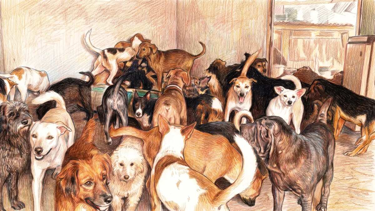 Matilda Blanco activó una red solidaria para buscarles hogar a perros y gatos que sobrevivieron a un incendio