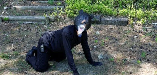 Japan: Bären greifen immer öfter Menschen an, Jäger und Polizei trainieren als Prävention