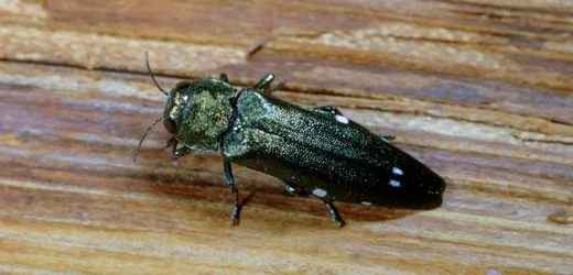 Thüringen: Eichenprachtkäfer breitet sich massiv aus