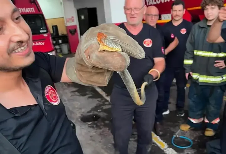 Yalova'ya feribotla gelen otomobilde yılan çıktı; o anlar kamerada