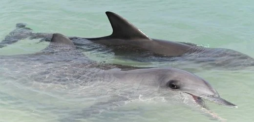 Australien: Delfin-Weibchen merken sich offenbar, welche Männchen aggressiv sind