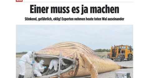 Buckelwal »Timmy«: »Bild« macht eine Wal-Obduktion zum KI-Tatort
