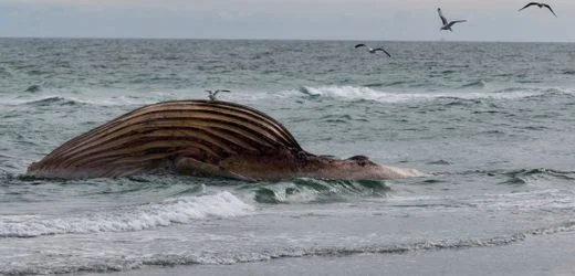 Buckelwal vor Anholt - mögliche Obduktion: »Der Gestank ist überwältigend, daran gewöhnt man sich nur schwer«