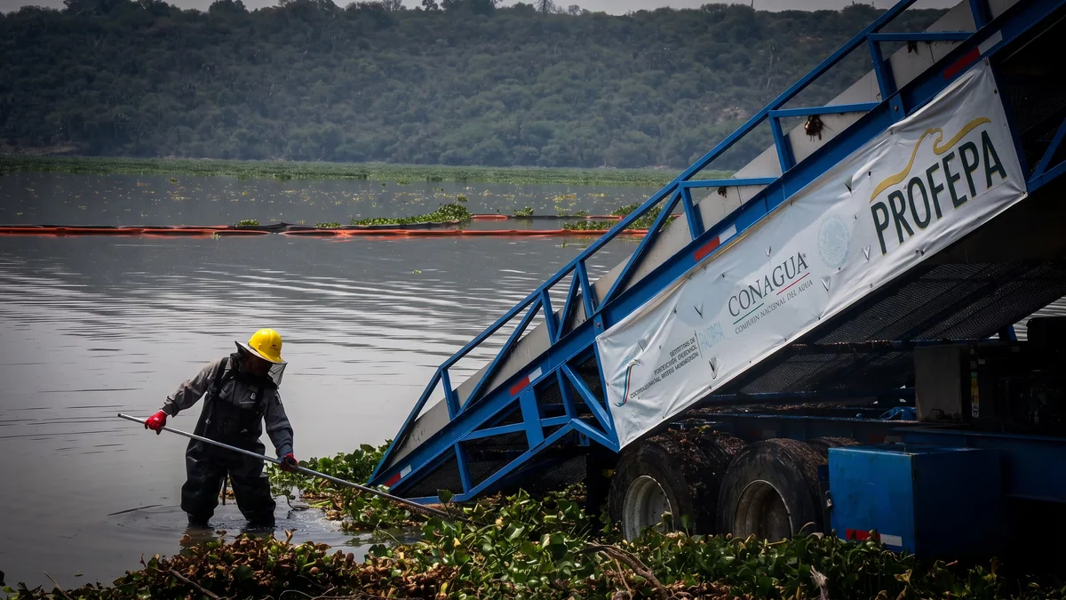 Gobierno de México reduce a la mitad el lirio acuático en la Presa Endhó tras ocho meses de trabajos de saneamiento