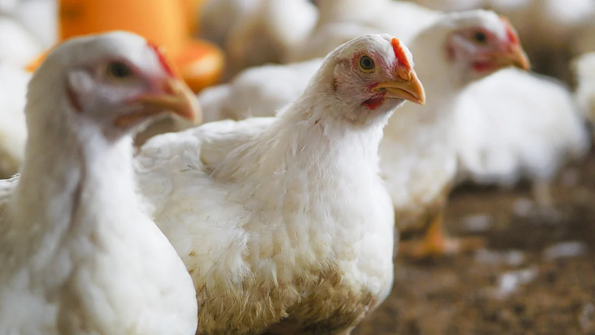 Más de un millón de pollos sacrificados y 27 focos en España: la enfermedad de Newcastle golpea al sector avícola tras la gripe aviar