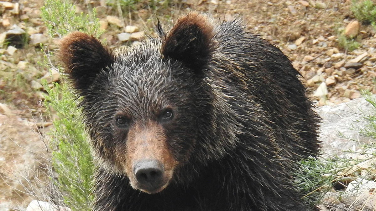 De patrulla con los 'sheriffs' que protegen León de la amenaza del oso pardo: "Si hace diez años nos dicen que íbamos a estar todas las noches disparando a osos en los pueblos, no lo creeríamos"