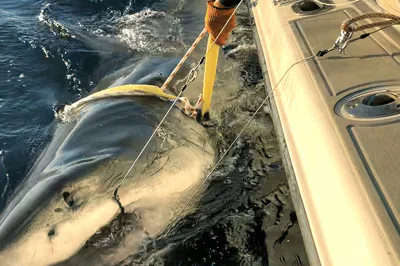 Reaparece Contender, el tiburón blanco macho más grande registrado por científicos en el Atlántico: mide más de cuatro metros y pesa 750 kilos