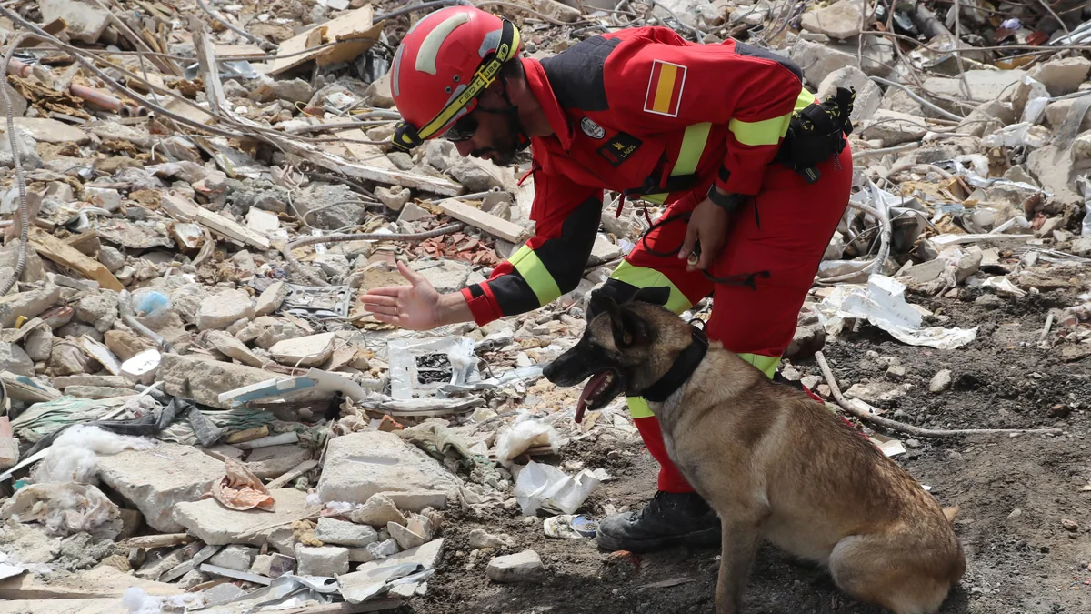 Los perros de rescate se convierten en héroes en los terremotos de Venezuela: son clave para hallar a supervivientes entre los escombros