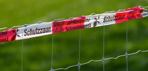 Schweinepest: Neue Fälle im Sauerland – Sperrzone nahe Hessen wächst