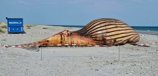 Anholt, Dänemark: So soll die Wal-Obduktion ablaufen