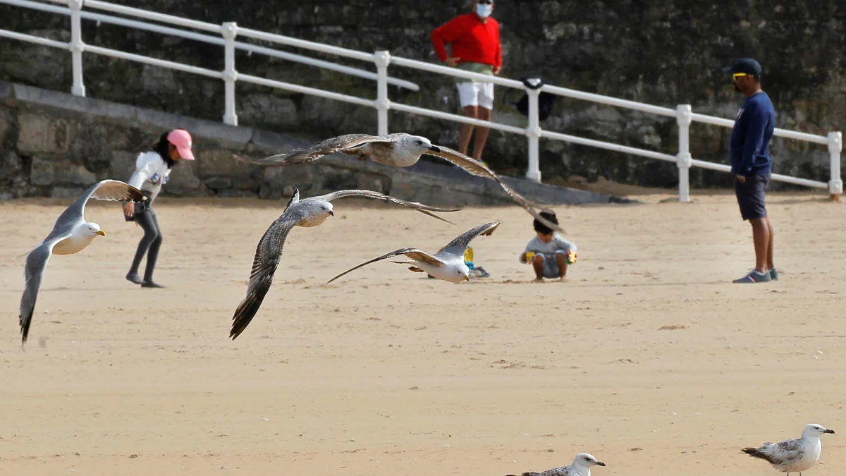 Las gaviotas en Gijón (unas roban y otras ya no)