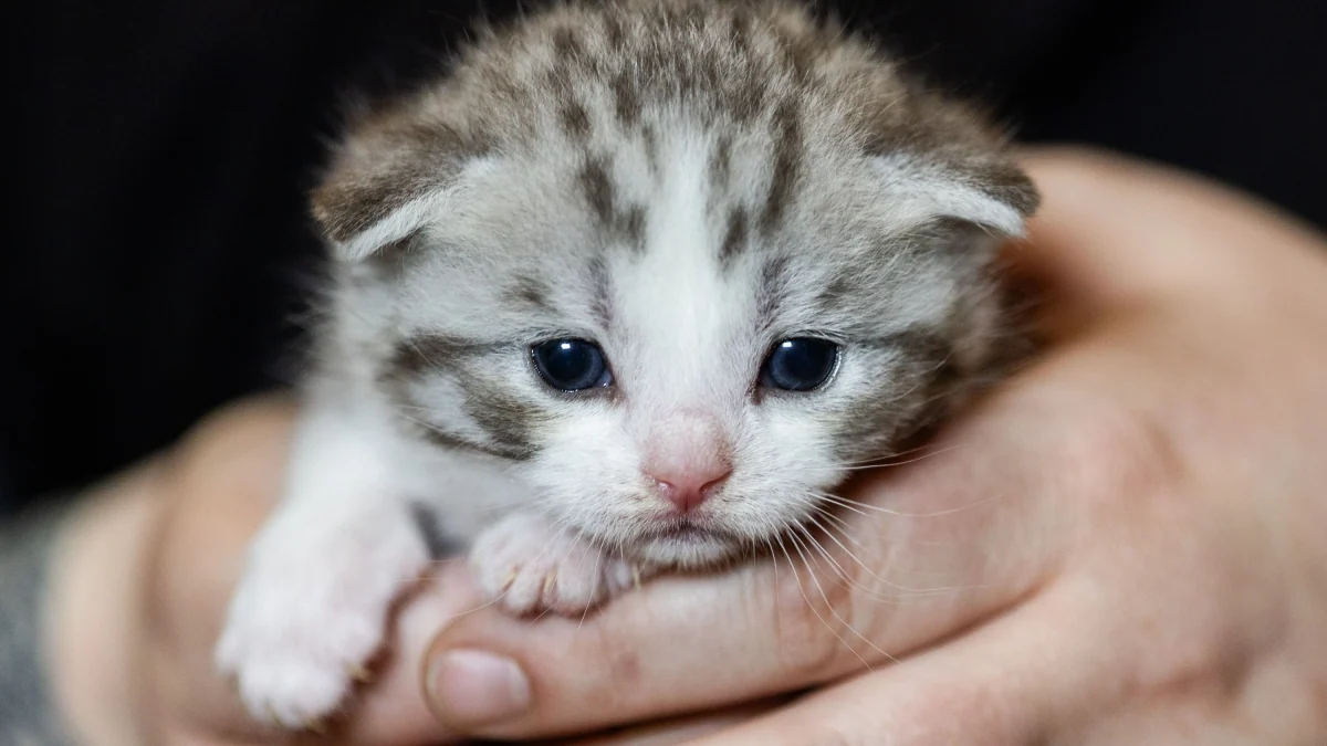 Tierheime unter Druck: Die Katzen mussten in den Konferenzraum ziehen