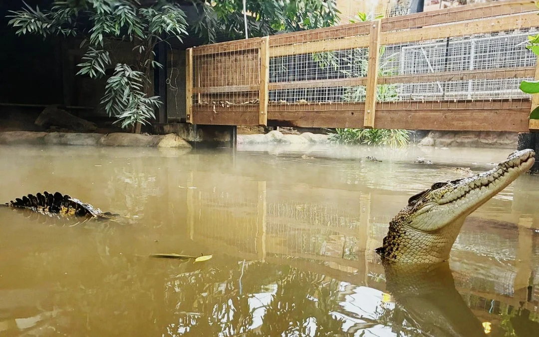 Detenido por intento de asesinato de un niño de 3 años que acabó en el recinto de los cocodrilos de un zoo