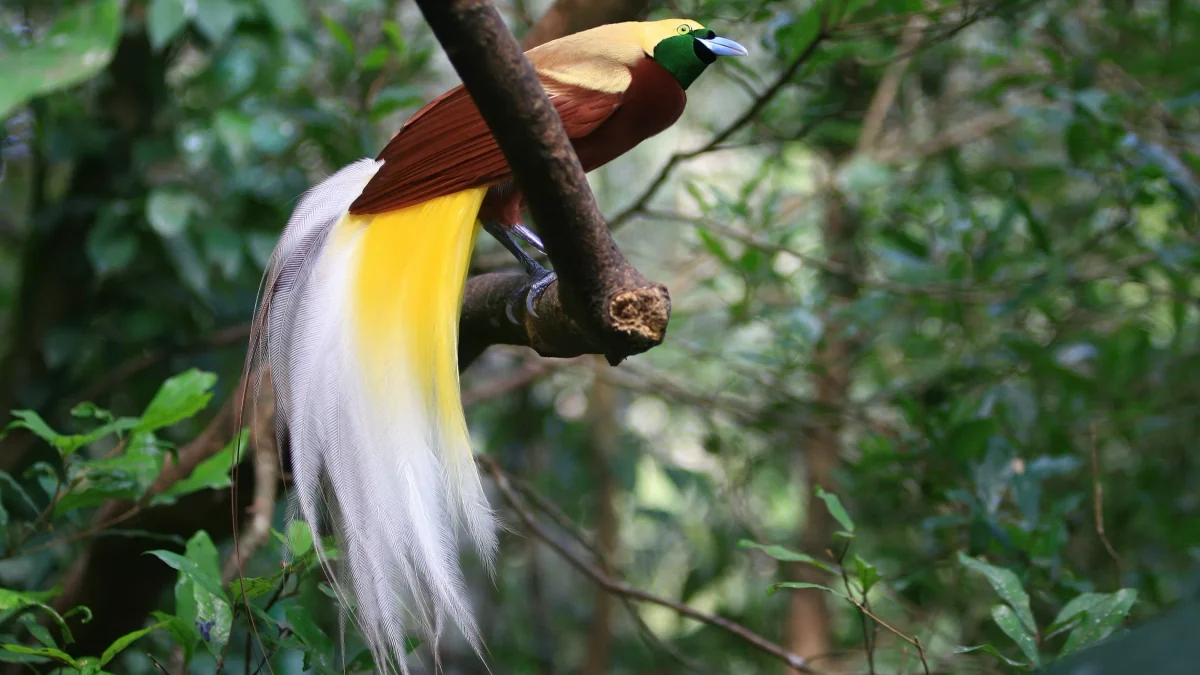 Une première en France : le Quai Branly expose les fascinants oiseaux du paradis