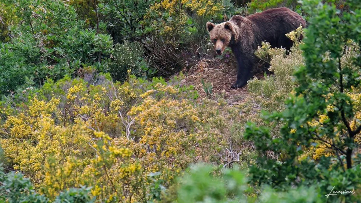 El calor limita los movimientos del oso pardo cantábrico en un contexto de calentamiento global, según un estudio