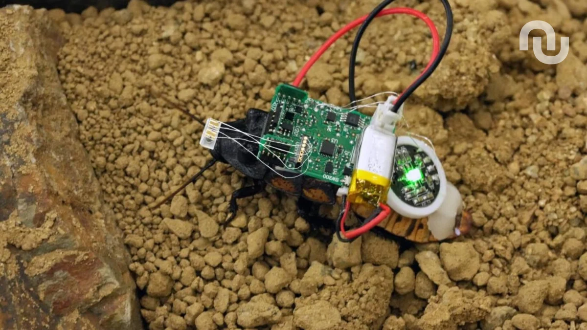 Votre cafard cyborg est‑il épuisé ? L’IA sait désormais lire l’état interne de ces insectes