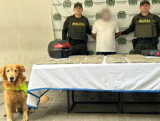 El perro antinarcótico ‘Toro’ evitó que al menos 30 envíos de droga salieran del Valle del Cauca y llegaran a otras regiones de Colombia