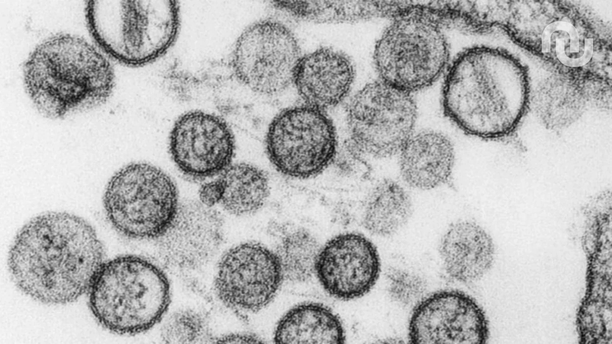 Hantavirus : pourquoi ce virus est si foudroyant pour les personnes infectées