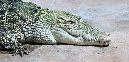 Stuttgart: Krokodil würgt Schnuller hoch – Tierschützer empört