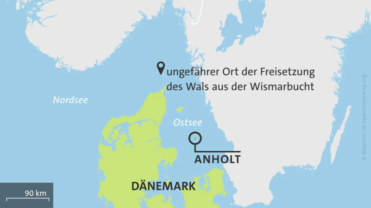 Toter Wal vor dänischer Küste wird untersucht